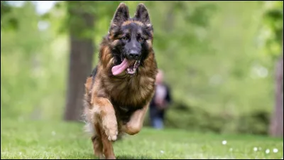 Quelle est cette race de chiens ?