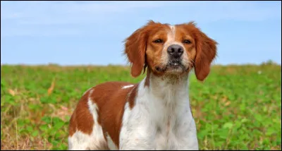 Quelle est cette race de chiens ?