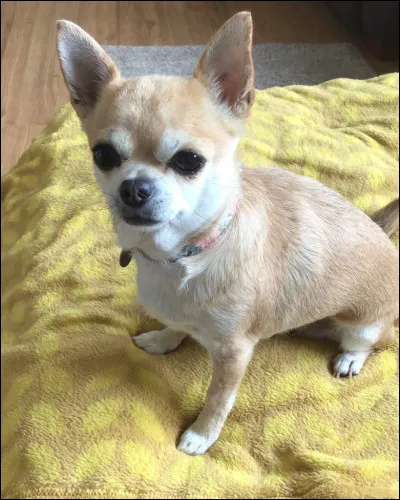 Quelle est cette race de chiens ?