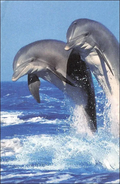 Quel est ton animal préféré parmi ceux-là ?