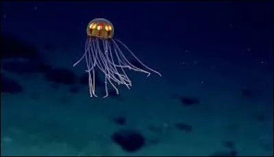 La fosse des Mariannes se trouve dans l'océan Atlantique.