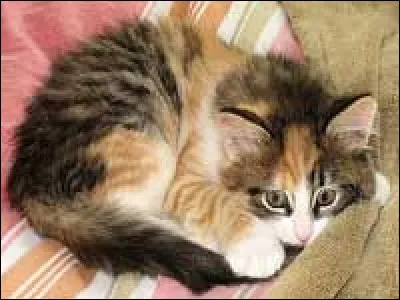 Dans quel pays le calico est-il considéré comme un chat porte-bonheur ?