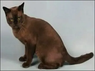 Le Burmese a une robe :