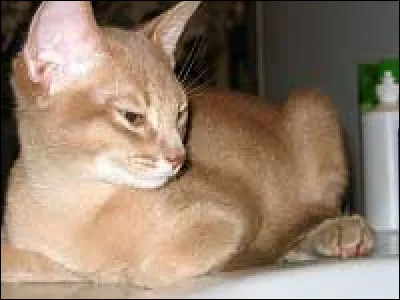 Quel est l’autre nom de la robe fauve ?