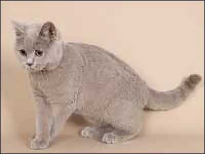 Lilas est la dilution de la couleur :