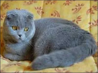 Bleu est une dilution.