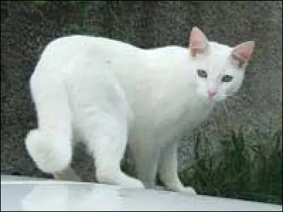 Comment appelle-t-on la robe d’un chat ne comportant qu’une seule couleur ?