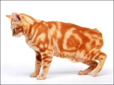 Comment appelle-t-on ce type de patron ?