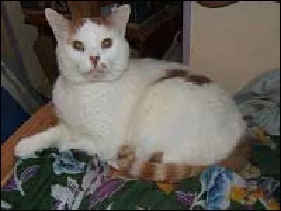 Choisis l’image représentant un chat Seal Point.