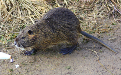 Regardez attentivement sa queue ! Quel est cet animal ?