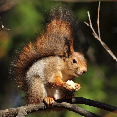 Il en existe des gris.