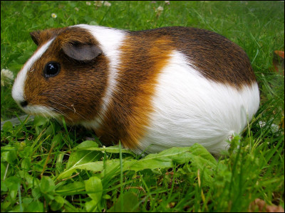 Contrairement à ce que son nom peut laisser croire à certains, il est bel et bien un rongeur. C'est...