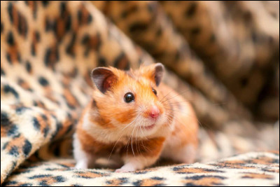 Il est connu pour aimer la roue. C'est...