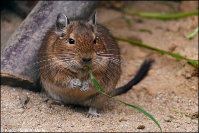 Le dernier pour finir. Quel est cet animal ?