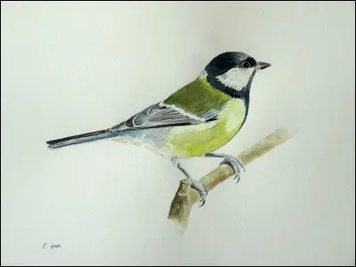 De quel oiseau sagit-il ?