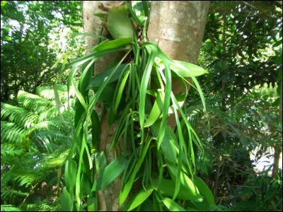 Quelle est la capitale mondiale de la vanille ?