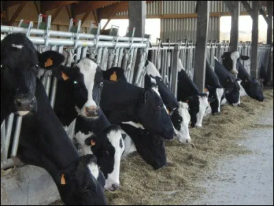 Sur cette photo, combien vois-tu de vaches qui nous regardent ?