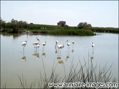 Sur cette photographie, combien de flamants roses comptes-tu au premier plan ?