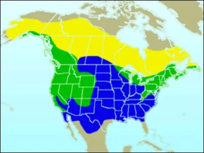 Originaire du continent nord-américain, le Junco est...