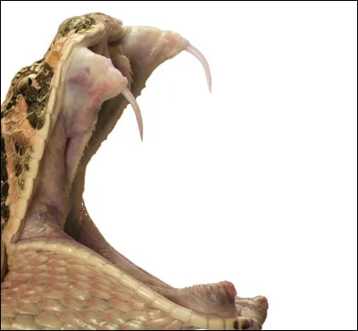 L'histoire dit qu'elle en serait morte !