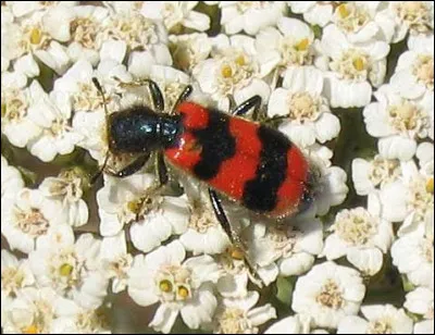 Sa particularité, ses larves dévorent les oeufs et les nymphes des abeilles !
