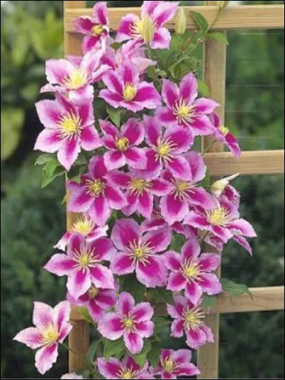 Renonculacée, qui comprend environ 300 espèces, aussi bien herbacées que grimpantes !