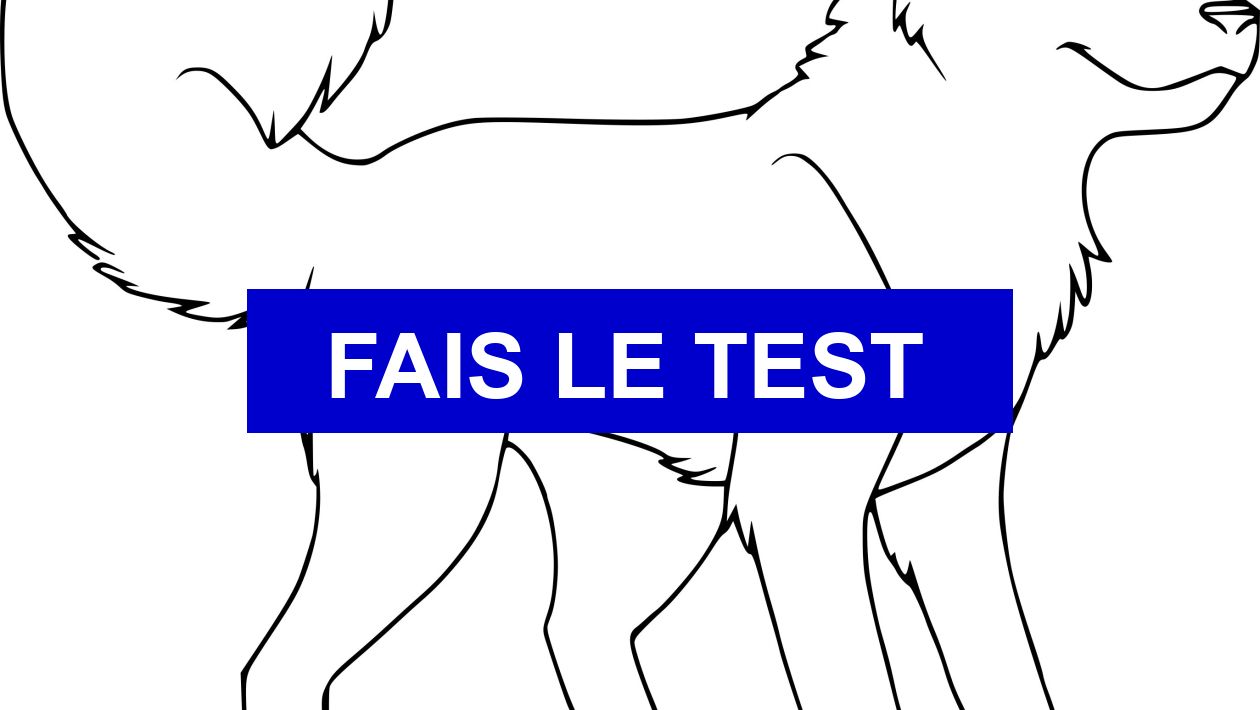 Test de personnalité Quel chien estu