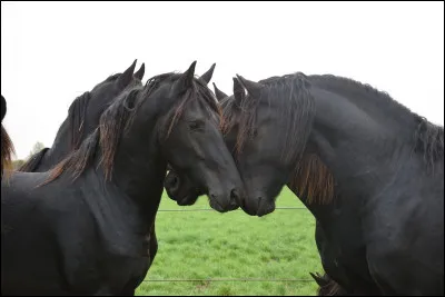 Il est un cheval robuste et est donc beaucoup utilisé pour l'attelage, les randonnées et les voltiges. Mais il est aussi utilisé pour autre chose.