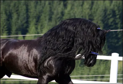 Le frison est un cheval dont la taille varie entre 1,55 m à 1,65 m au garrot. Cependant, certains peuvent atteindre plus.