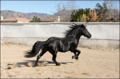 Le journaliste anglais Elwyn Hartley Edwards considère le frison comme l'une des race de chevaux les plus…