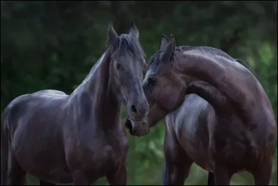 Quelle est son espérance de vie ?