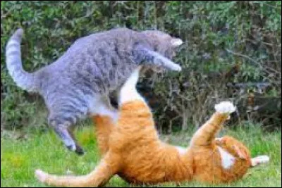 Tu pars discrètement et retournes dans ton nid. Tu réfléchis longuement et pars de plus en plus espionner tes camarades pour guetter un éventuel danger. Tu ne sais que penser 
Un jour, en tétant aventuré près des clans, tu remarques un chat au long pelage noir dans les broussailles en train d'espionner le clan.
Que fais-tu ?