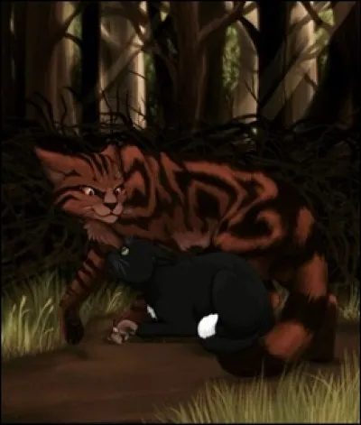 (Tu tes rapproché du chat en question.)
Celui-ci ne tayant pas remarqué, tu te rapproches un peu plus encore. Tu suis alors son regard et découvres ce quil observe. Tu sens ton pelage se hérisser. Il espionnait les chatons ! Alors tu avais bien entendu tu prends alors un décision importante, laquelle ?