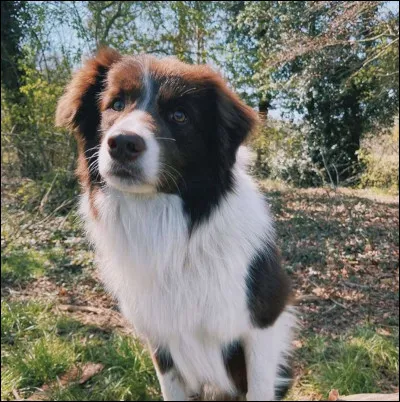 Quel est le nom du chien de Nick ?