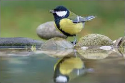 Dans quoi les oiseaux élèvent-ils leurs petits ?