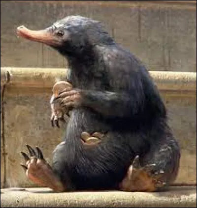 Niffleur : C'est un petit animal tout mignon qui est attiré par l'or comme un aimant.
Trouve le mensonge.