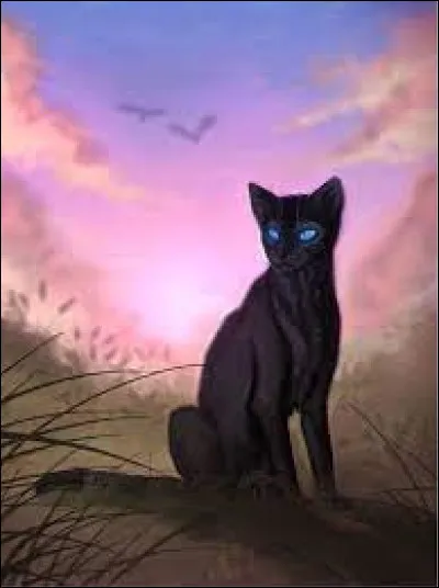 Pourquoi Plume de Jais n'aime-t-il pas vraiment Belle de Nuit ?