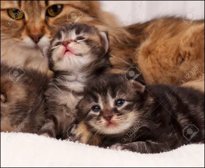 Comment sont ses yeux ?