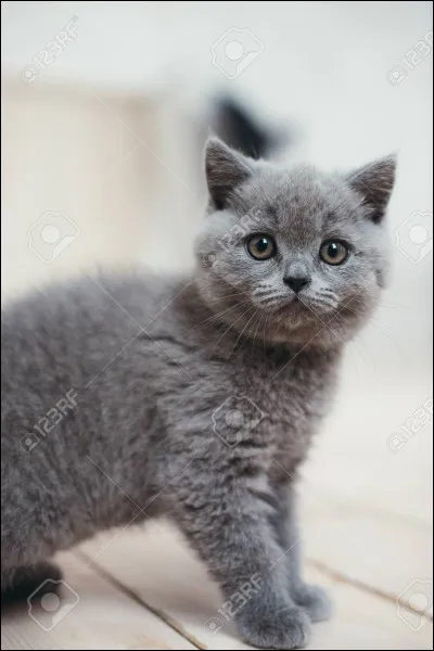 Quels sont ses noms de chaton jusquà guerrier ?