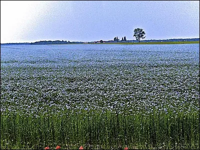 Quel est le pays premier producteur de lin au monde ?