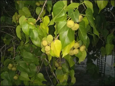 Quel est le surnom du mancenillier qui est un arbre présent en Amérique centrale ?