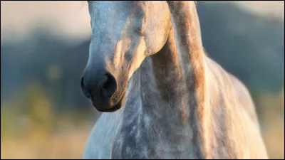 Il est un cheval très nerveux de nature.