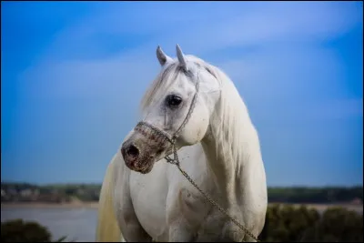 Bien qu'il s'agisse d'un beau cheval, il est de petite taille par rapport à d'autres chevaux.