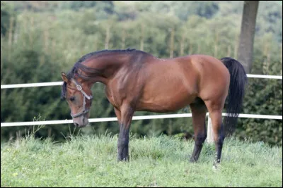 Il est un cheval fin mais bien musclé. À toi de me dire son poids habituel.