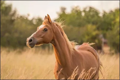 Son espérance de vie est plus élevée que les autres chevaux.