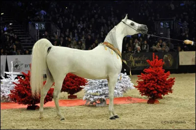 Le pur-sang arabe est le cheval le plus utilisé pour les concours d'élevage.