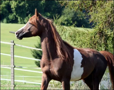 La robe pie est naturelle chez le pur-sang arabe.