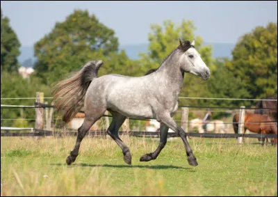 Il s'agit d'un pur-sang arabe sur la photo.