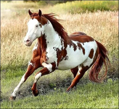 Quelle est la robe de ce poney ?