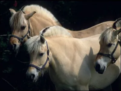 Quelle est cette race ?